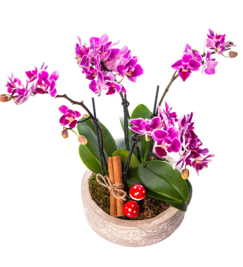 Beton Eskitme Saksıda 4 Dal Mini Orkide