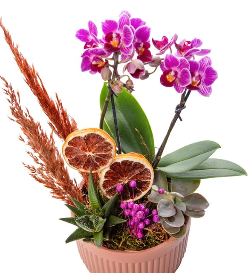 Kiremit Saksıda Çiftli Mini Orkide