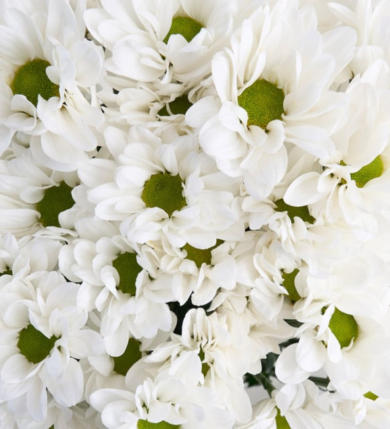 Beyaz Papatya Çiçek Buketi