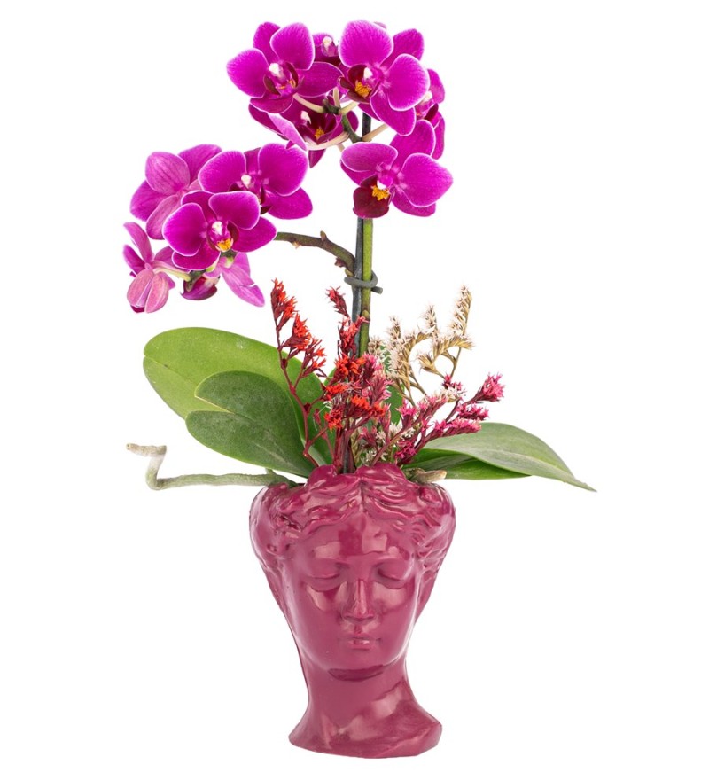 Mini Helen Serisi Tek Dal Orkide Tasarım - Mürdüm