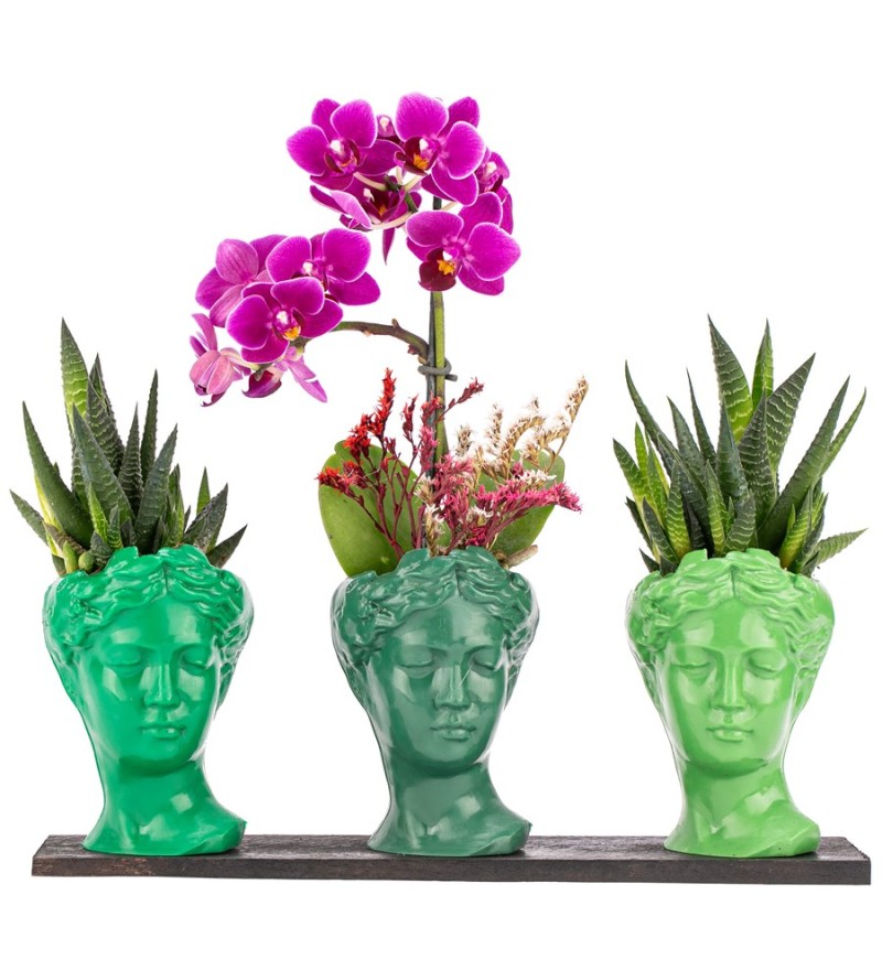 Trio Mini Helen Serisi Haworthia ve Tek Dal Orkide Tasarım - Green Colors